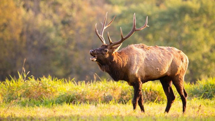 Bull Elk with Antlers in a Field