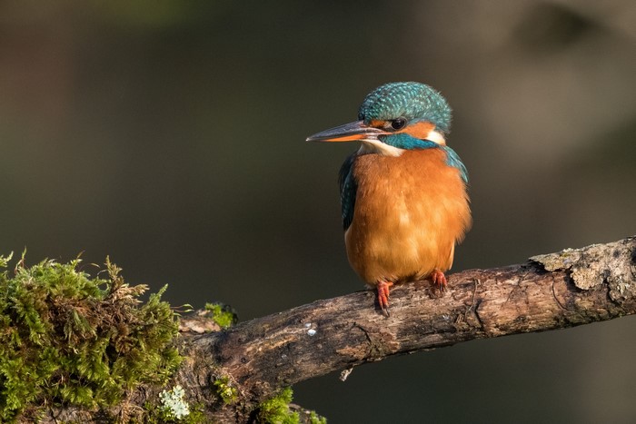 Common Kingfisher perched on a mossy branch