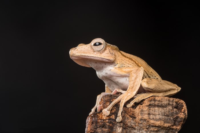 Borneo Eared Frog on a stone