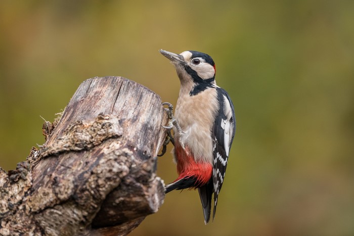 Great Spotted Woodpecker on a Tree Stump