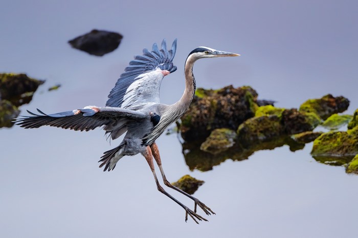 Great Blue Heron in flight over water with rocks