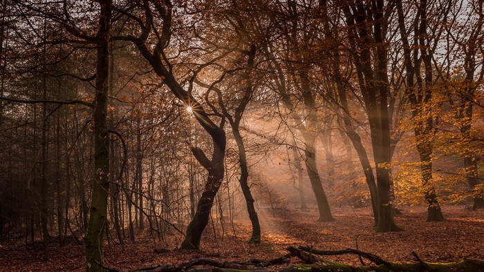Sunlight filtering through autumn trees in a forest
