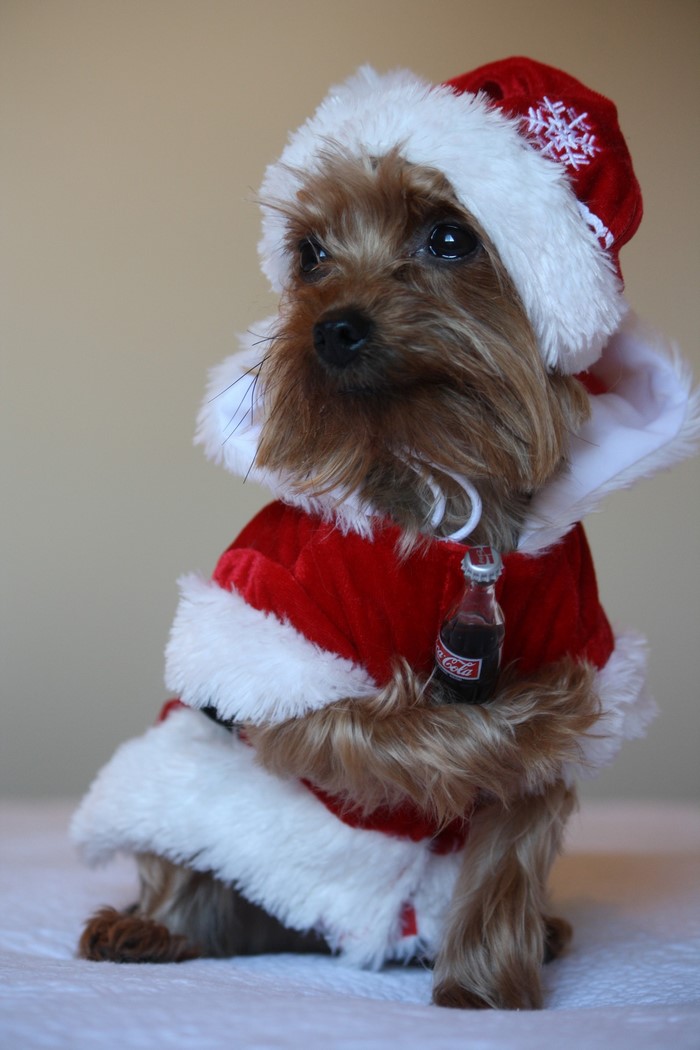 Yorkshire Terrier in Santa Costume Holding Coca-Cola