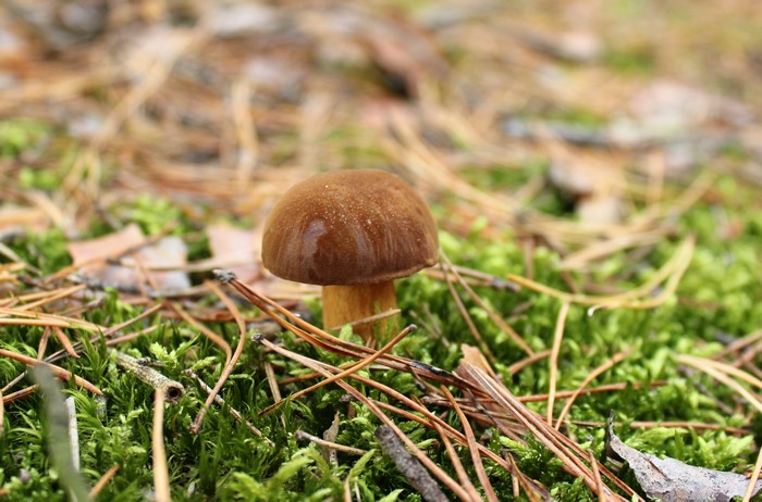 Mushroom growing in moss and pine needles