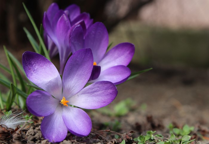 Close-up of purple crocuses with bokeh