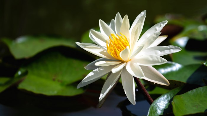 White Water Lily Closeup
