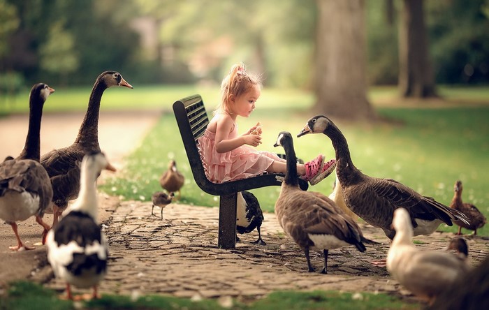 Little girl sitting on a bench with geese in a park