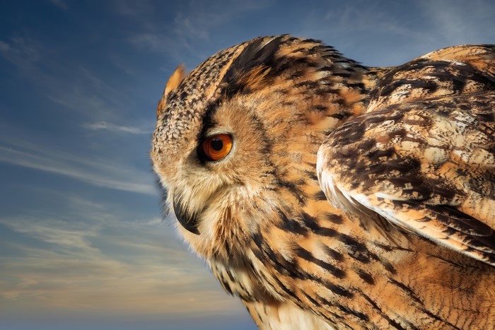 Eurasian Eagle-Owl Closeup