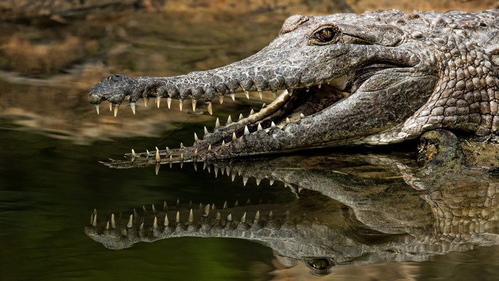 Crocodile with open mouth and reflection