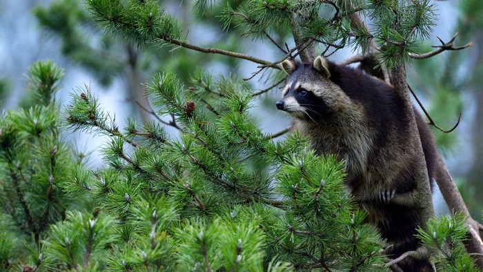 Raccoon in a Pine Tree