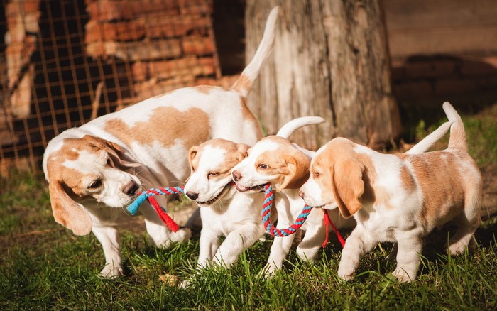 Four Beagle Puppies Playing with a Rope Toy