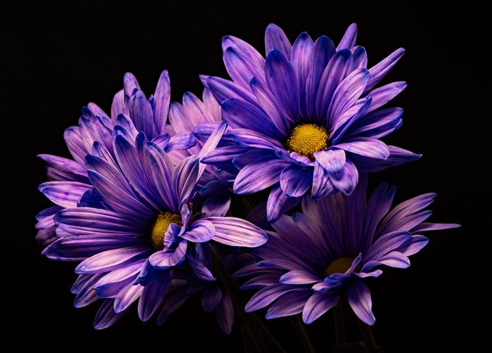 4K Violet Chrysanthemums on Black Background