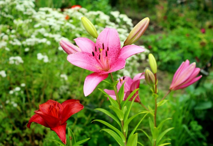 Pink and Red Lilies in a Garden