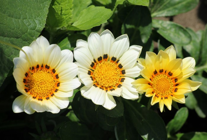 Three Gazania Flowers in Closeup