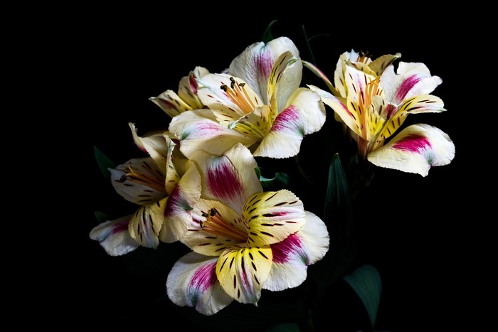 4K Alstroemeria flowers on black background