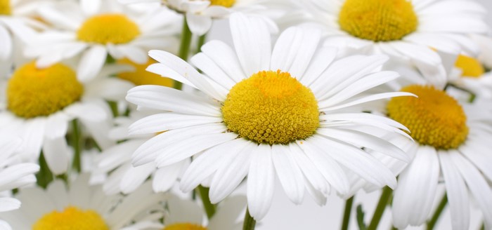 Closeup of White Camomiles with Yellow Centers