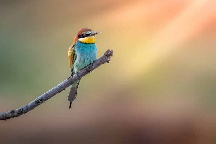 European bee-eater perched on a branch