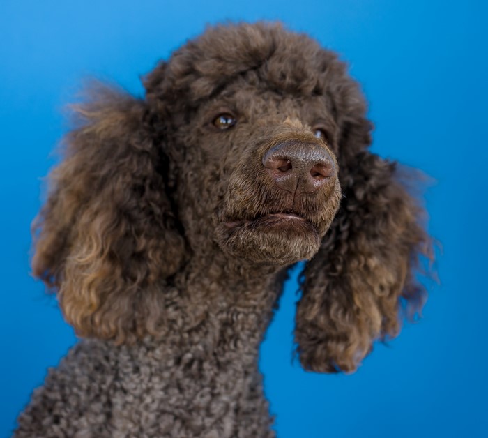 Brown Poodle closeup on blue background
