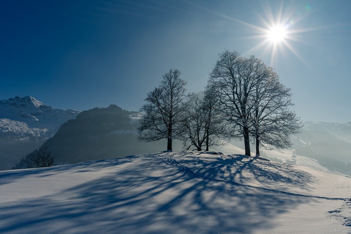 Winter trees casting shadows on snow under bright sun