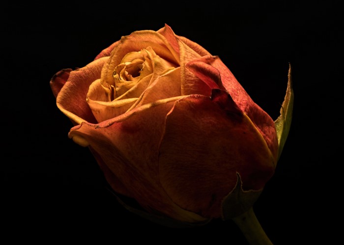 Close-up of a dried orange rose on a black background