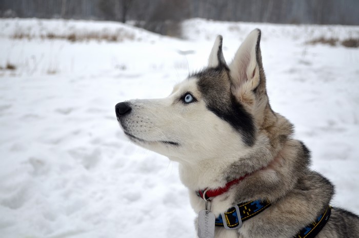 Husky dog with blue eyes in the snow