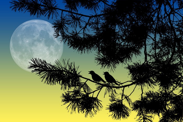 Silhouette of birds on branches with moon