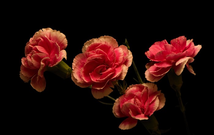Four pink and white carnations on black background