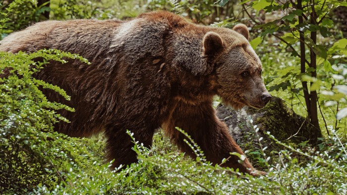 Brown Bear Walking Through Green Forest