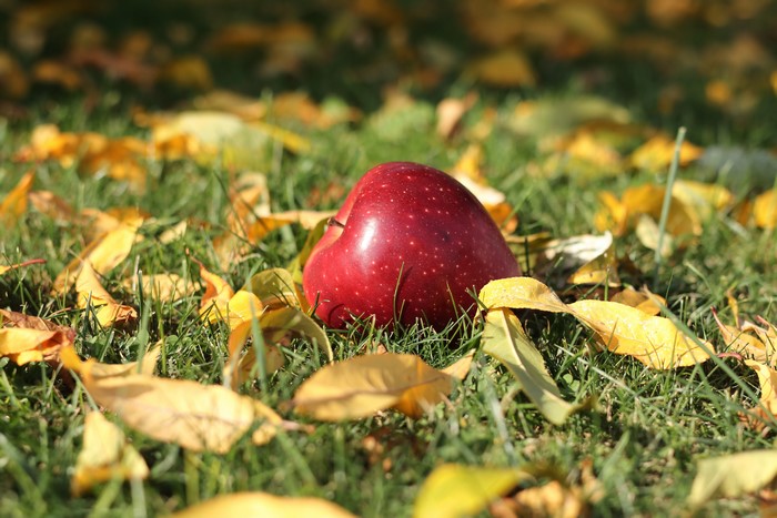 Red apple on grass with autumn leaves
