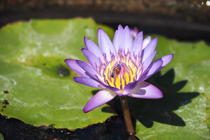 Bee on a purple lotus flower