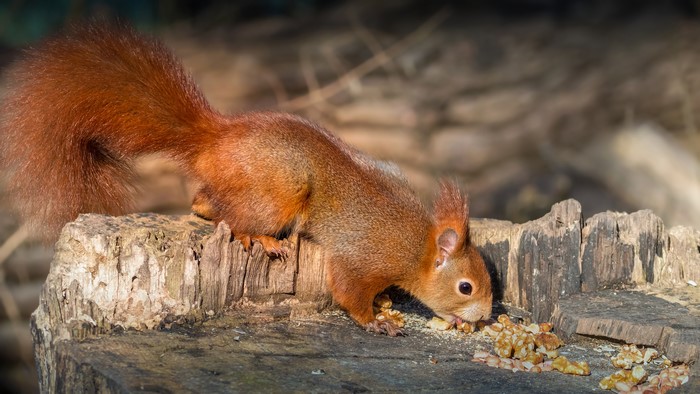 Red squirrel eating nuts on a tree stump