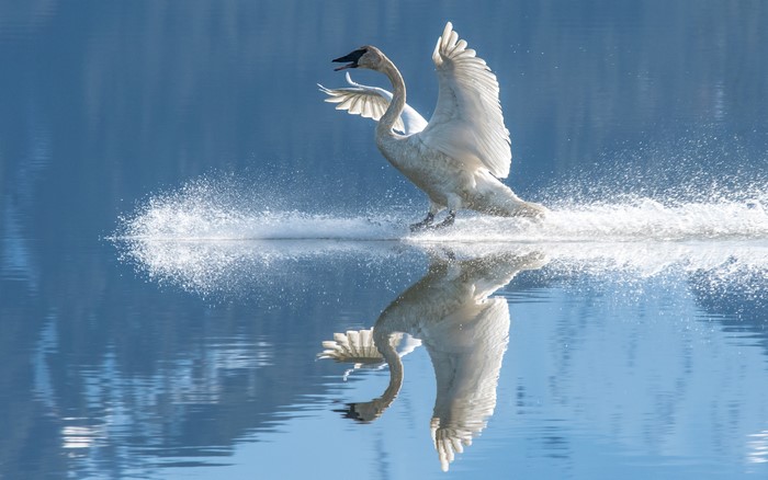 4K White Swans Splashing on Water