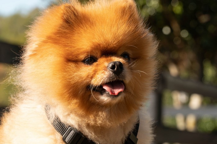 Pomeranian dog with tongue out