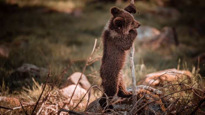 Brown Bear Cub Standing on Rocks