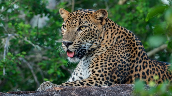 Leopard lying on a rock with tongue out