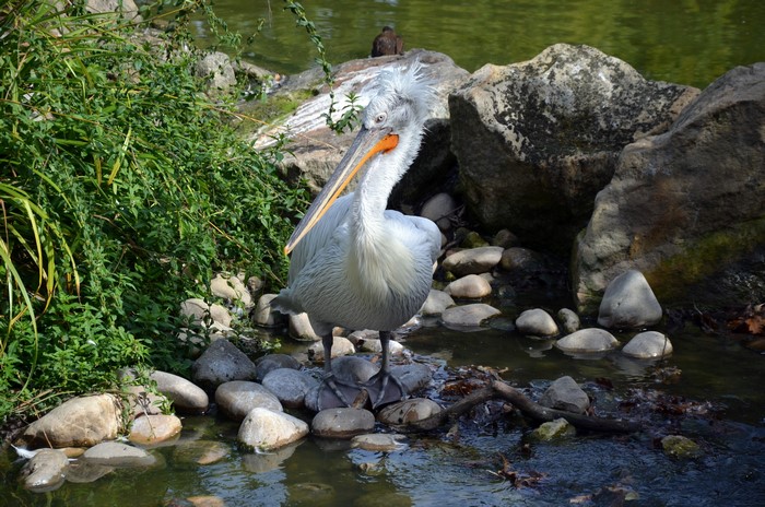 Pelican standing on stones near water