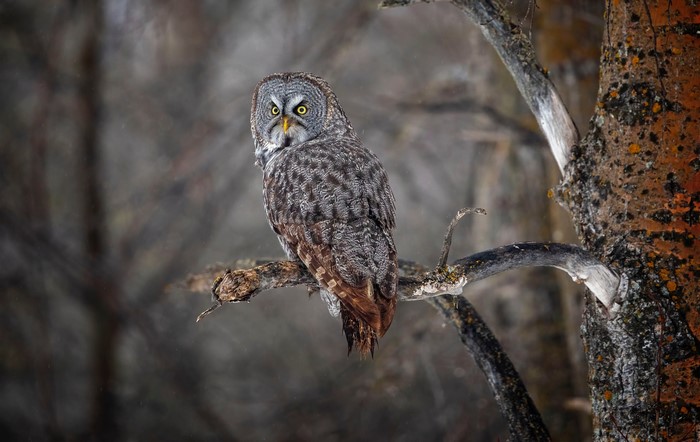 Great Grey Owl perched on a branch