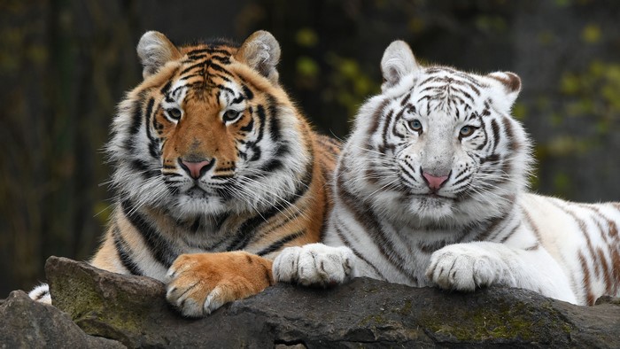 Two Tigers, One White, Resting on Rocks