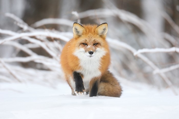 Red fox in the snow