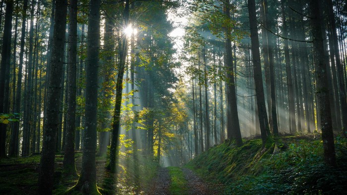 4K, Forests, Trees, Fog, Rays of light, HD Wallpaper | Rare Gallery