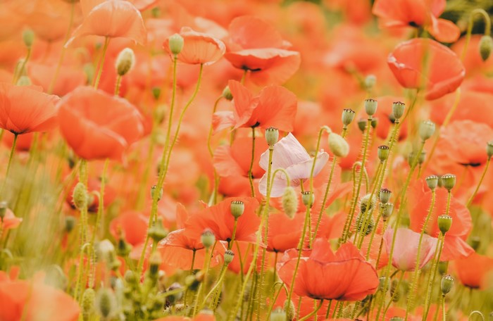 Field of Red Poppies and Flower Buds