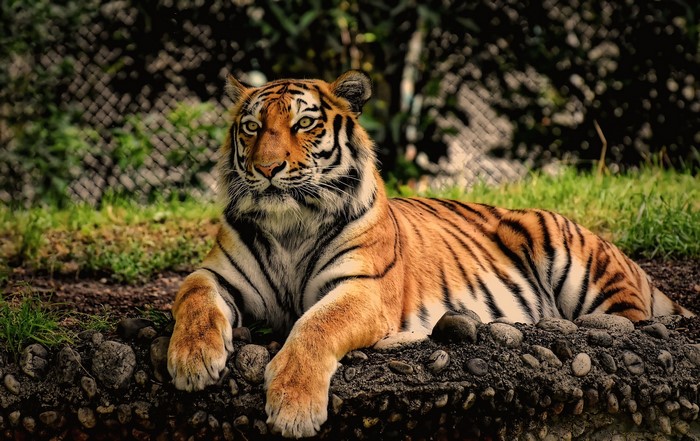 Tiger lying down on rocks and grass