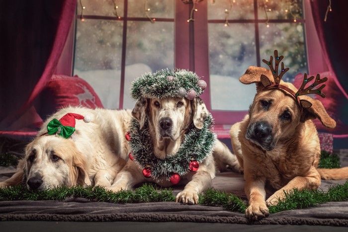 Three dogs in Christmas attire lying down