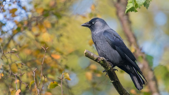 Western jackdaw perched on a branch