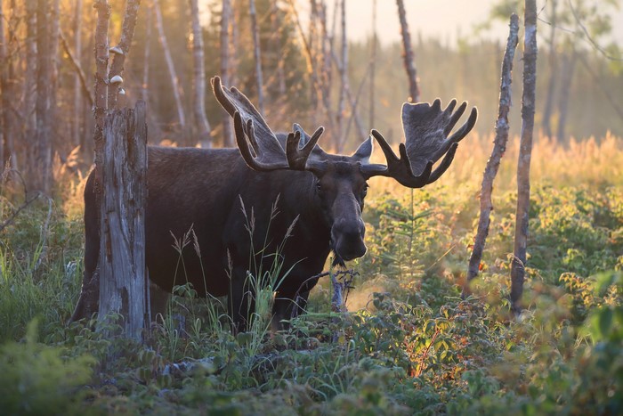 Moose with large antlers in a forest