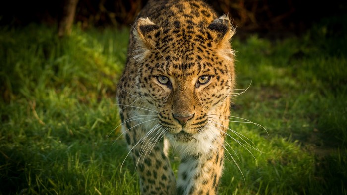 Leopard walking in grass