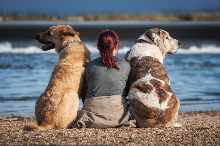 Woman and two dogs sitting on a beach