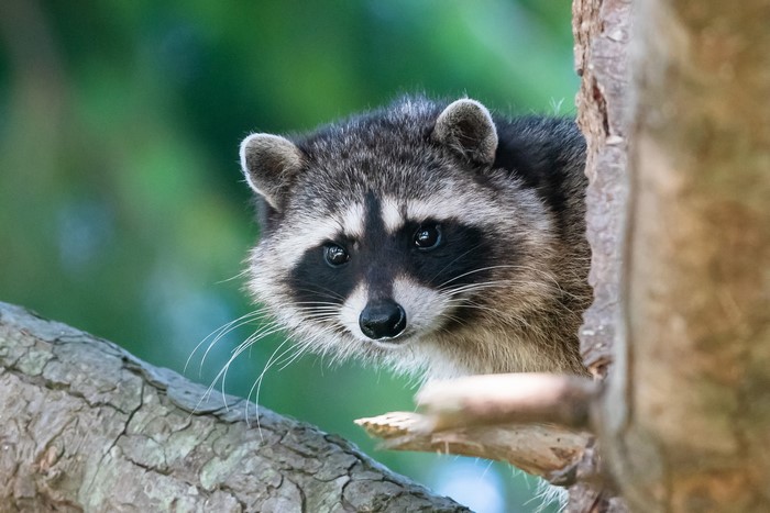 Raccoon peeking from a tree trunk