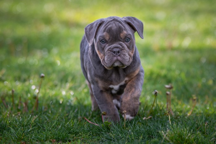 Blue and tan bulldog puppy walking on grass