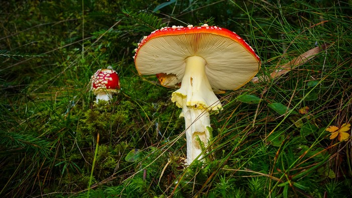 Amanita Mushrooms in Grass